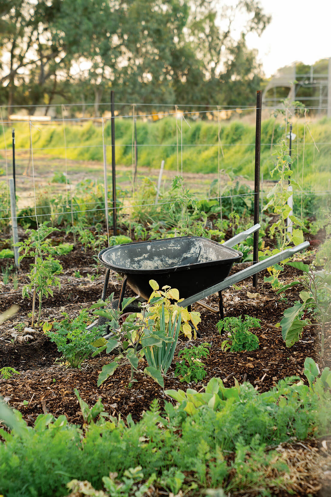 A wheelbarrow amongst the market garden
